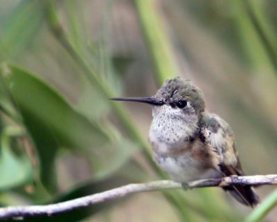   Hummingbird, Calliope
