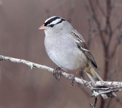   Sparrow, White-crowned