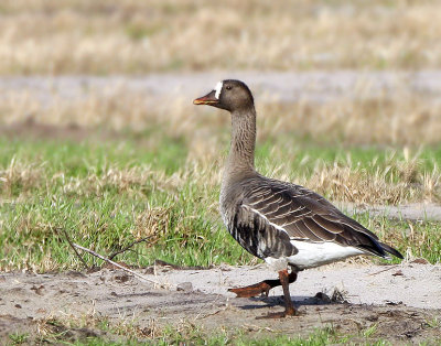 Greater White-fronted Goose