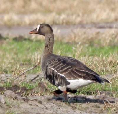  Goose, Greater white-fronted
