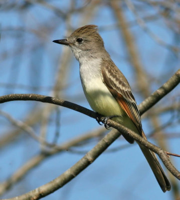  Ash-throated Flycatcher