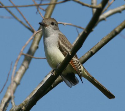 Ash-throated Flycatcher