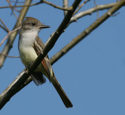  Flycatcher, Ash-throated