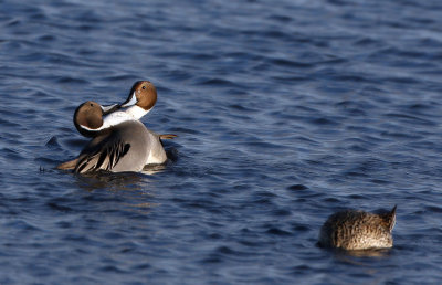 Two male Pintails in battle for the female