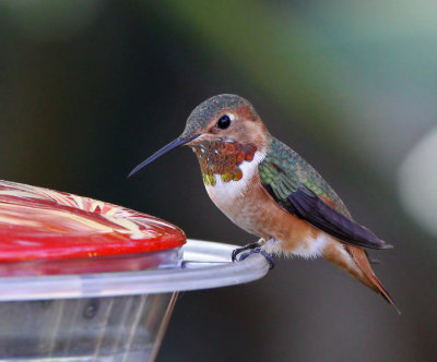  Hummingbird, Allen's