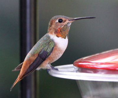  Hummingbird, Allen's