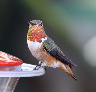  Hummingbird, Allens