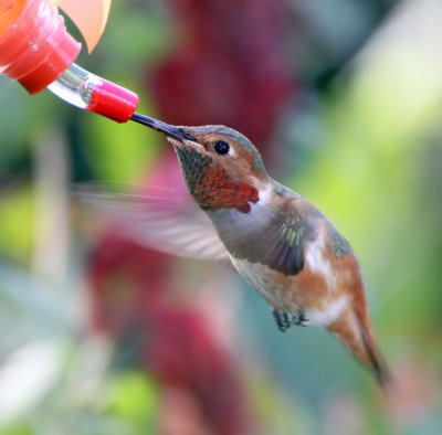  Hummingbird, Allens