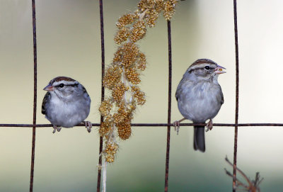   Sparrows