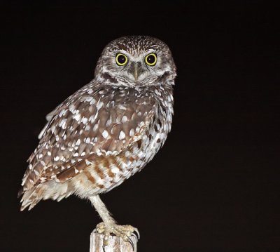 Owl, Burrowing. Night image taken on Marco Island,Fl.