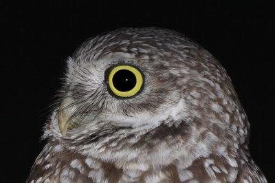 Owl, burrowing,  night image taken on Marco Island
