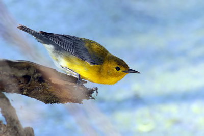  Prothonotary Warbler-female
