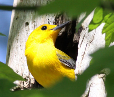  Prothonotary Warbler, male,  nesting hole