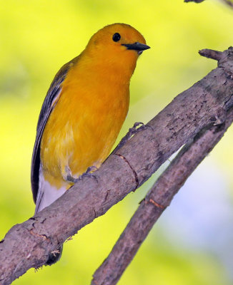  Prothonotary Warbler-female
