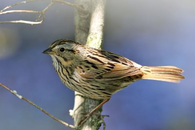  Lincoln's Sparrow