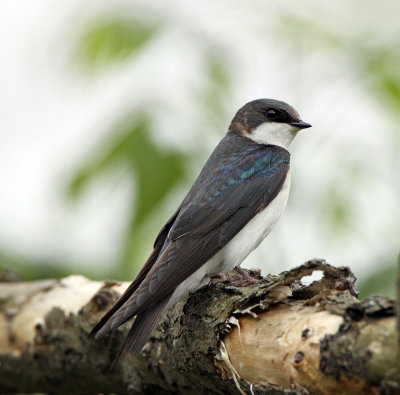  Tree Swallow