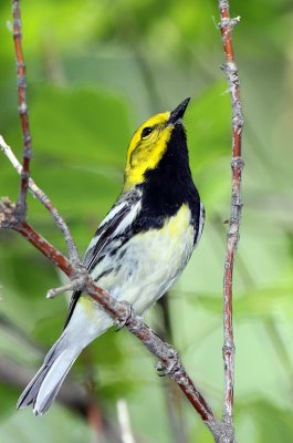  Black-throated Green Warbler, male