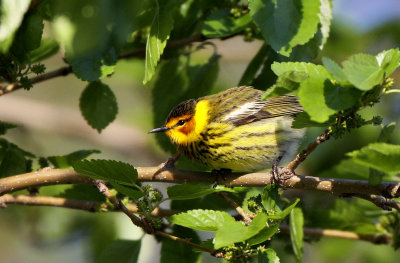  Cape May Warbler