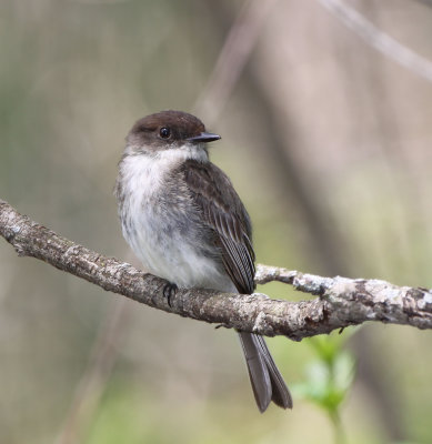  Eastern Phoebe