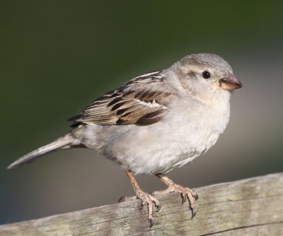  House Sparrow , female