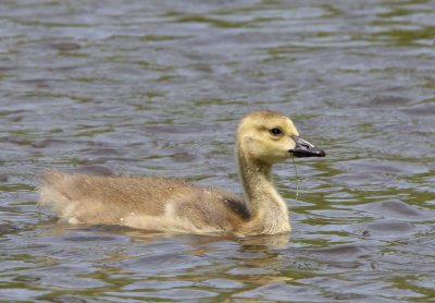 Canada Goose Chick, Ohio