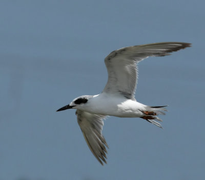 Tern,Forsters