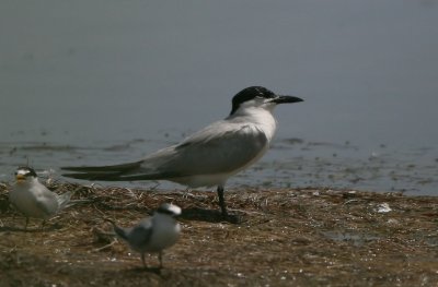 Tern, Gull-billed