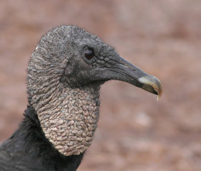 Vulture,Black