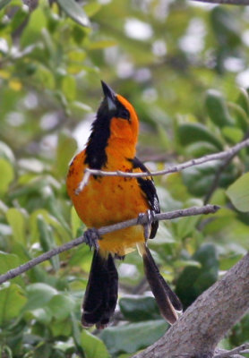 Oriole,Spot-breasted
