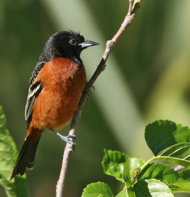 Oriole,Orchard
