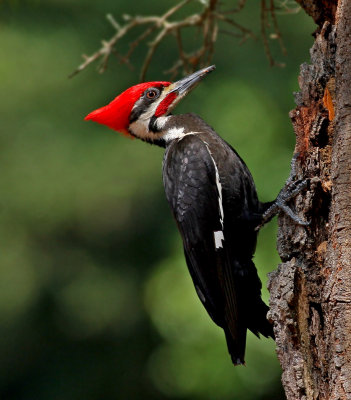 Woodpecker Pilated