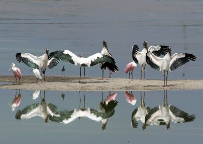 Drying time-after the rain, Spoonbills,Snowy Egret,Black-necked Stilt,and Wood Strorks