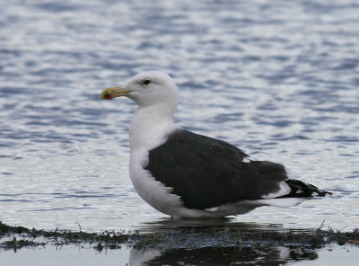 Gull ,Greater-backed