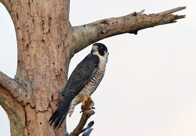 Falcon, Pergrine