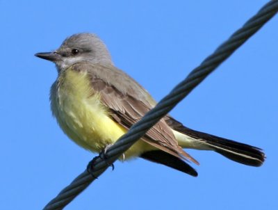  Kingbird, Western