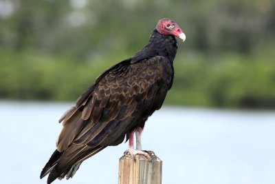  Turkey, Vulture