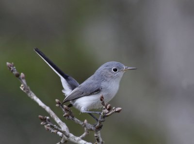  Gnatcatcher, Blue-gray