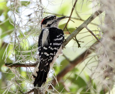 Woodpecker, Downey, male