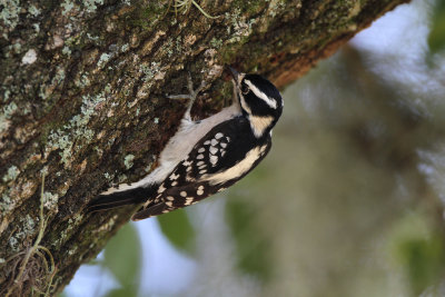 Woodpecker, Downey, female