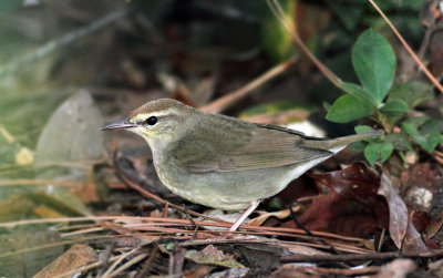 Swainson's Warbler