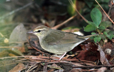 Swainsons Warbler