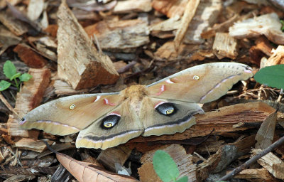 Polyphemus Moth