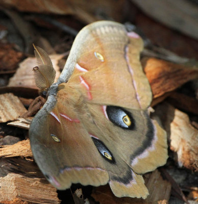 Polyphemus Moth