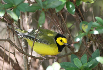 Hooded Warbler