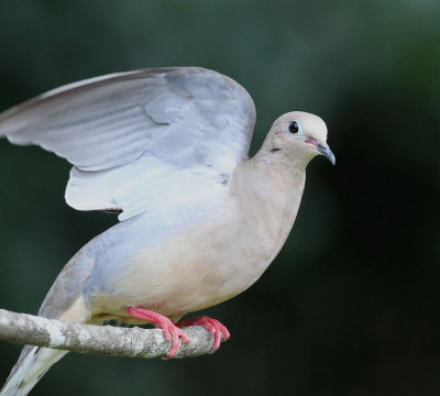 Mourning Dove
