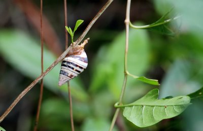 Tree Snail,  Florida Everglades,USA