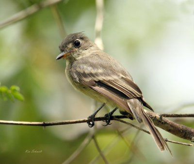 Cuban Pewee, Florida Everglades,USA