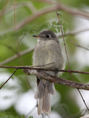 Cuban Pewee, Florida Everglades,USA