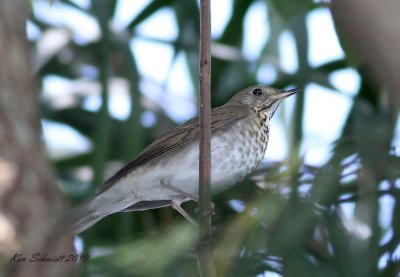  Thrush,Gray-checked