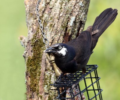 Leucistic Grackle